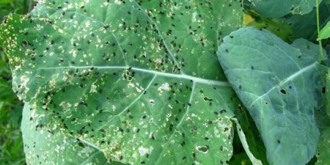 Štetočine kupusa: borba protiv njih, fotografija i opis